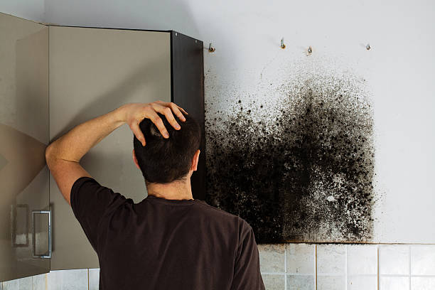 Best Affordable Mold Removal  in Genoa, OH