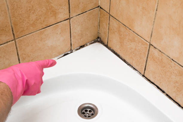 Best Local Mold Removal Service  in Genoa, OH